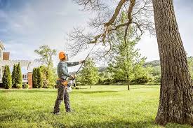 How Our Tree Care Process Works  in Whittingham, NJ